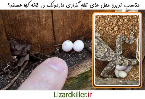 محل های مناسب تخمگذاری مارمولک