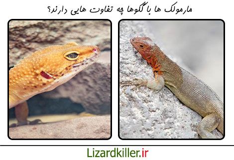 تفاوت گکو و مارمولک در چیست؟