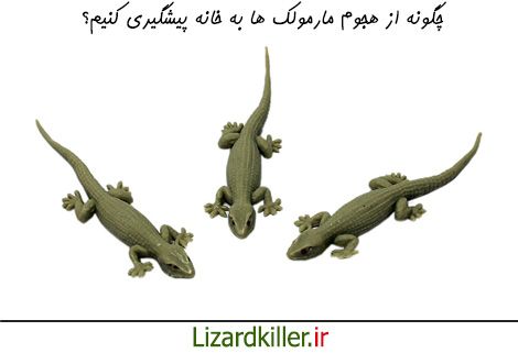گونه مانع هجوم مارمولک ها شویم؟