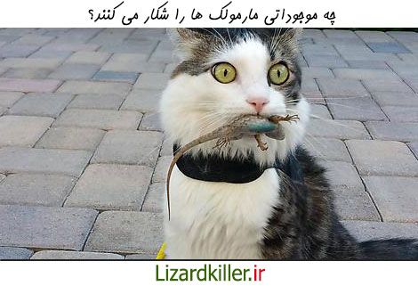 شکارچیان طبیعی مارمولک ها چه موجوداتی هستند؟